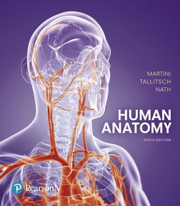 Human anatomy showing blood vessels