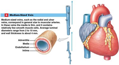 Medium-sized vein structure