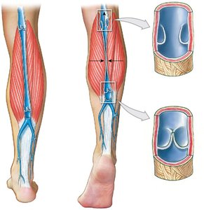 Function of venous valves in the leg
