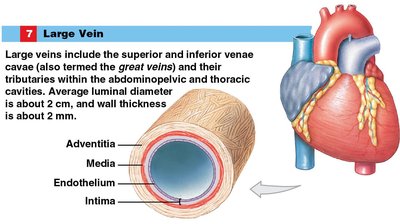 Large vein structure