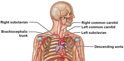 Major arteries branching from aorta