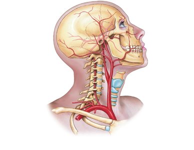 Arteries of the neck and head