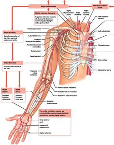 Arteries of the arm