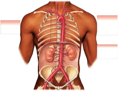 Major arteries of the trunk