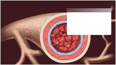 Cross-section of blood vessel wall
