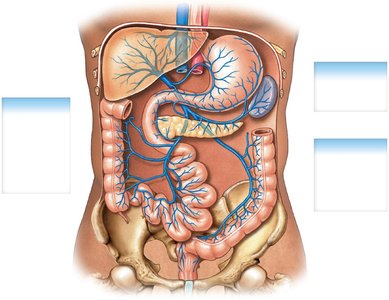 Hepatic portal system
