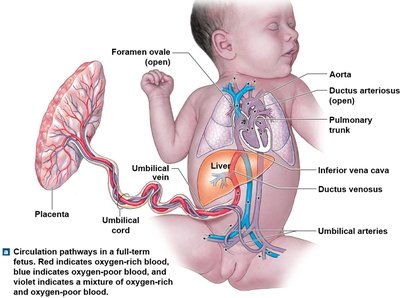Fetal circulation pathways