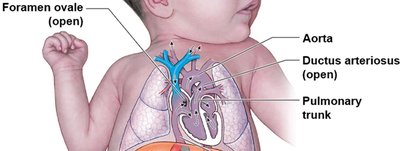 Foramen ovale and ductus arteriosus in fetal heart