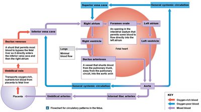 Flowchart of fetal circulatory patterns
