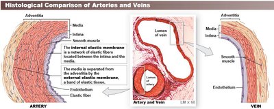 Histological comparison of arteries and veins