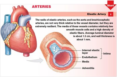Elastic artery structure