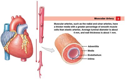 Muscular artery structure