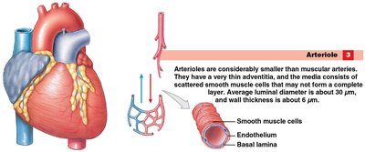 Arteriole structure