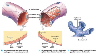 Types of capillaries: continuous, fenestrated, sinusoidal