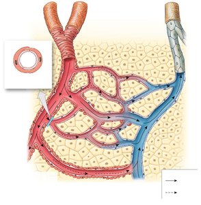 Organization of a capillary bed
