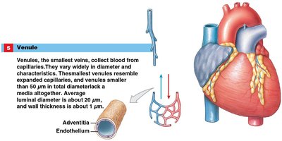 Venule structure
