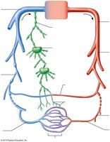 Diagram of systemic and pulmonary circulation