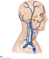 Major veins of the head and neck