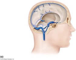 Major veins of the brain