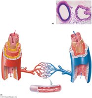 Histological comparison of arteries and veins