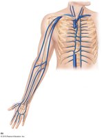 Major veins of the arm