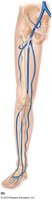 Major veins of the leg