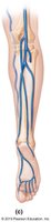 Major veins of the lower leg