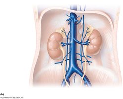 Major veins of the abdomen and kidneys