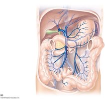 Types of capillaries