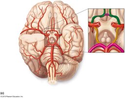 Major arteries of the brain