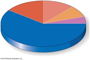 Pulmonary and systemic circulation diagram