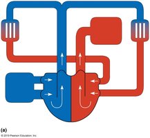 Major arteries of the body