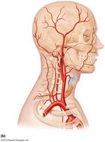 Major veins of the abdomen and digestive organs