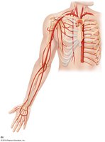 Major arteries of the arm