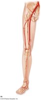 Major arteries of the leg