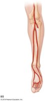 Major arteries of the lower leg