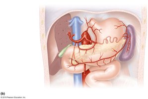 Arteries of the abdomen and digestive organs