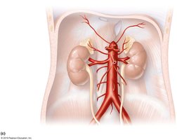 Abdominal aorta and renal arteries