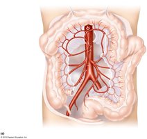 Abdominal aorta and branches