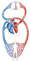Diagram of systemic and pulmonary blood circulation