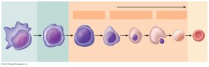 Erythropoiesis developmental pathway