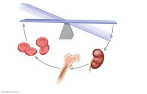 Erythropoietin mechanism for regulating erythropoiesis