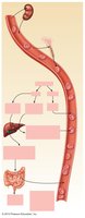 Lifecycle and destruction of erythrocytes