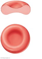 Structure of erythrocytes: biconcave disc