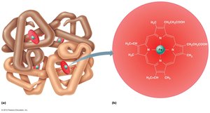 Hemoglobin structure: globin chains and heme group