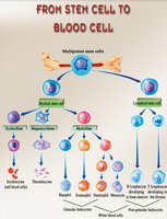 Blood cell lineage from stem cell to mature blood cells