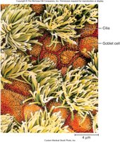 Pseudostratified ciliated columnar epithelium