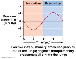 Inhalation: thoracic cavity changes