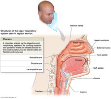 Sagittal section of upper respiratory tract