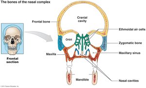 Bones of the nasal complex